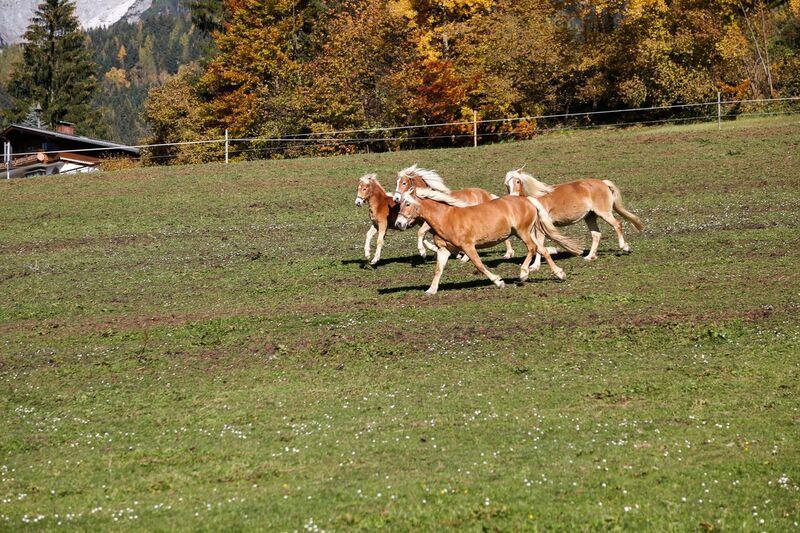 Ferienwohnung Bio-Bauernhof Einberghof Pfarrwerfen Exterior foto